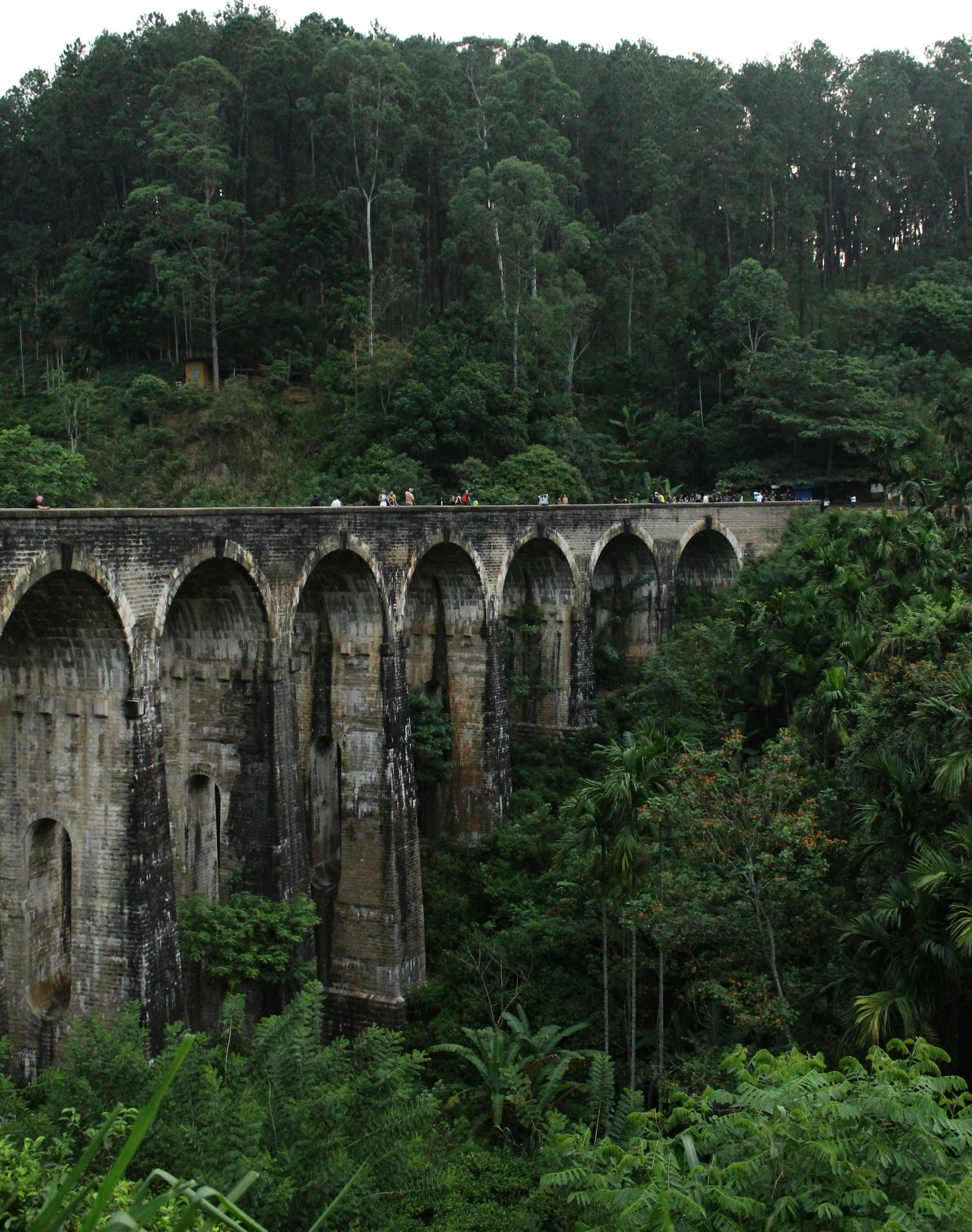 Hill-country train moving through tea estates