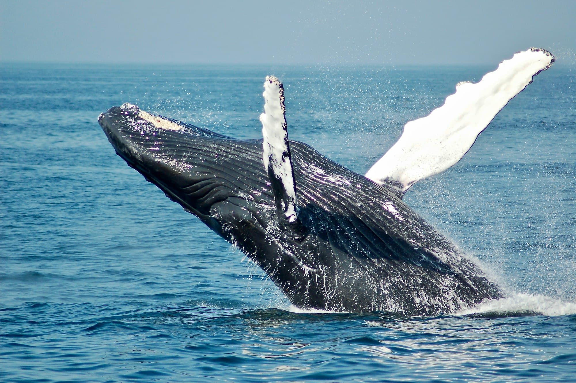 Whale in open ocean off the southern coast