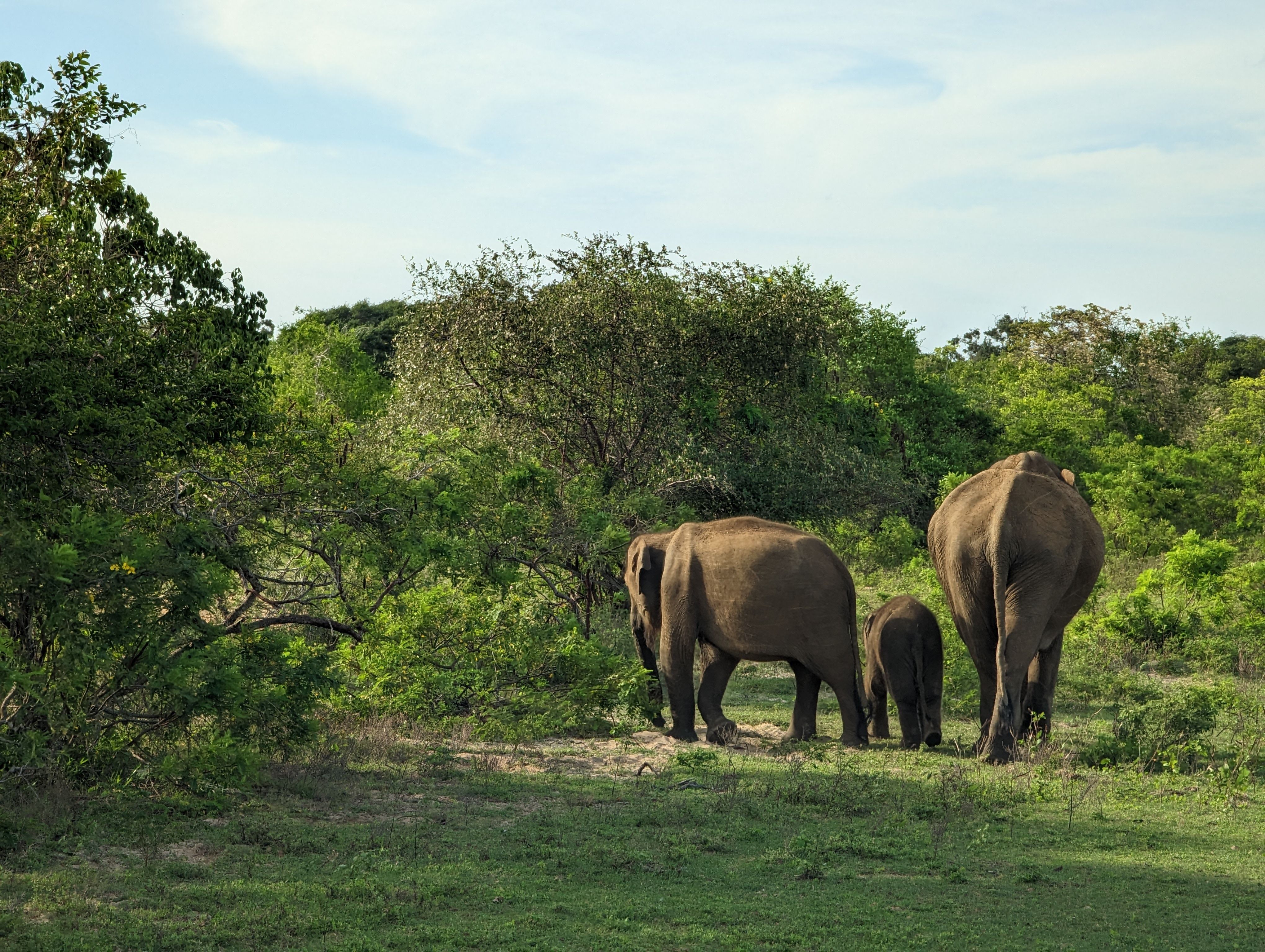 Udawalawe